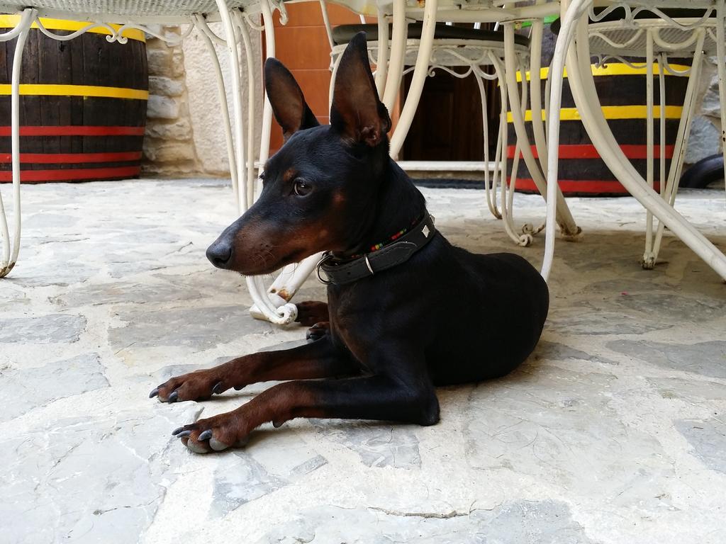 Al Merlo Olivo, Rural Istrian House Buje Bagian luar foto