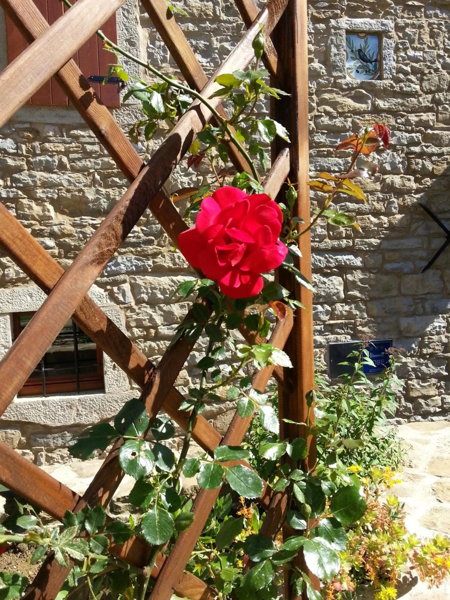 Al Merlo Olivo, Rural Istrian House Buje Bagian luar foto