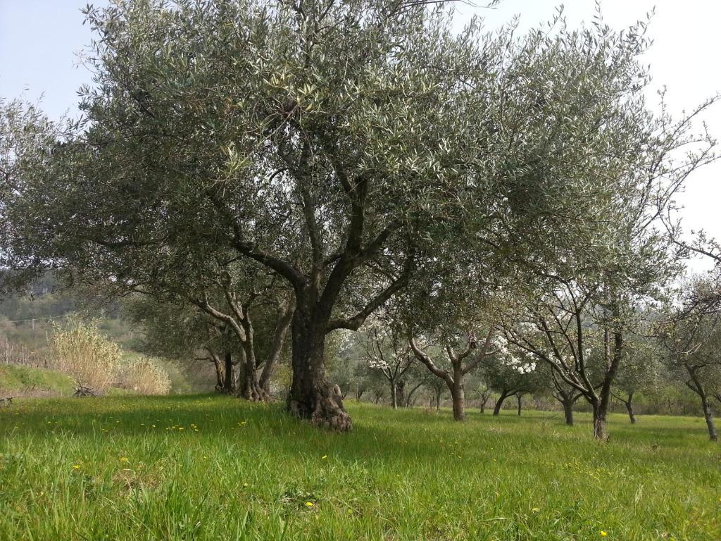 Al Merlo Olivo, Rural Istrian House Buje Bagian luar foto