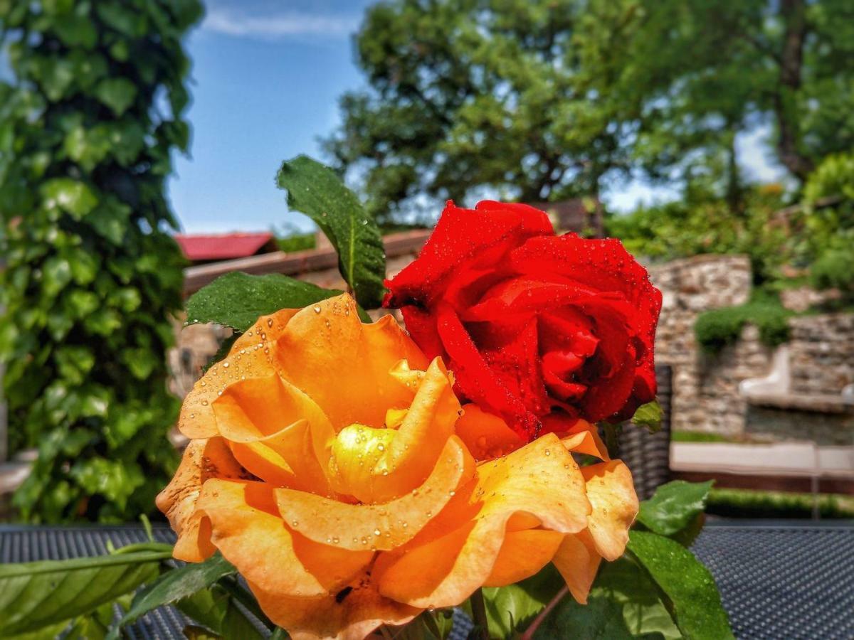 Al Merlo Olivo, Rural Istrian House Buje Bagian luar foto